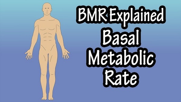 BMR (Basal Metabolic Rate)