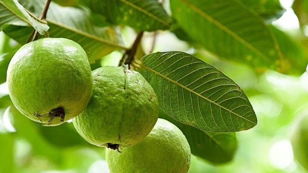 Một quả ổi ta nhỏ chỉ chứa khoảng 30-40 calo