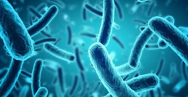 Vi khuẩn lợi khuẩn lactobacillus casei shirota